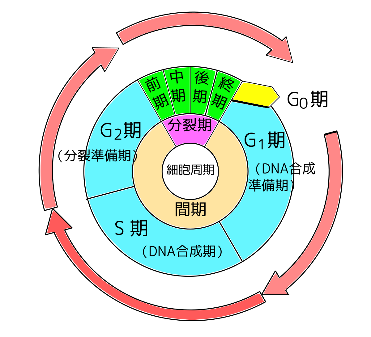 File 細胞周期 説明図 Svg Wikimedia Commons