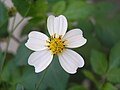 Une fleur blanche.