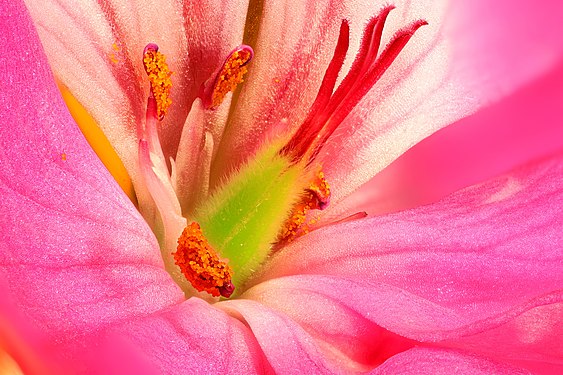 Close-up of Pelargonium flower