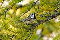 * Nomination Wild European crested tit in the Aletsch Forest Nature Reserve --Giles Laurent 00:02, 29 May 2024 (UTC) * Promotion Good quality. --The Cosmonaut 00:28, 29 May 2024 (UTC)