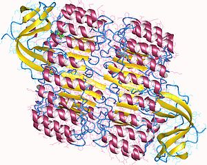 Ribonuclease I (yellow) and inhibitor (pink helixes) complex heterotetramer, Human. 1z7x.jpg