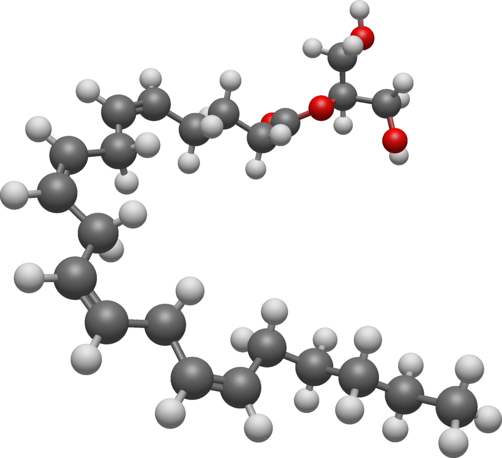 Endocannabinoid System-avatar