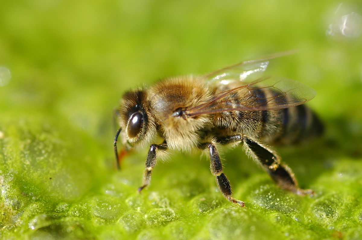 File:Honey bee (Apis mellifera).jpg - Wikimedia Commons, Honey Bee 