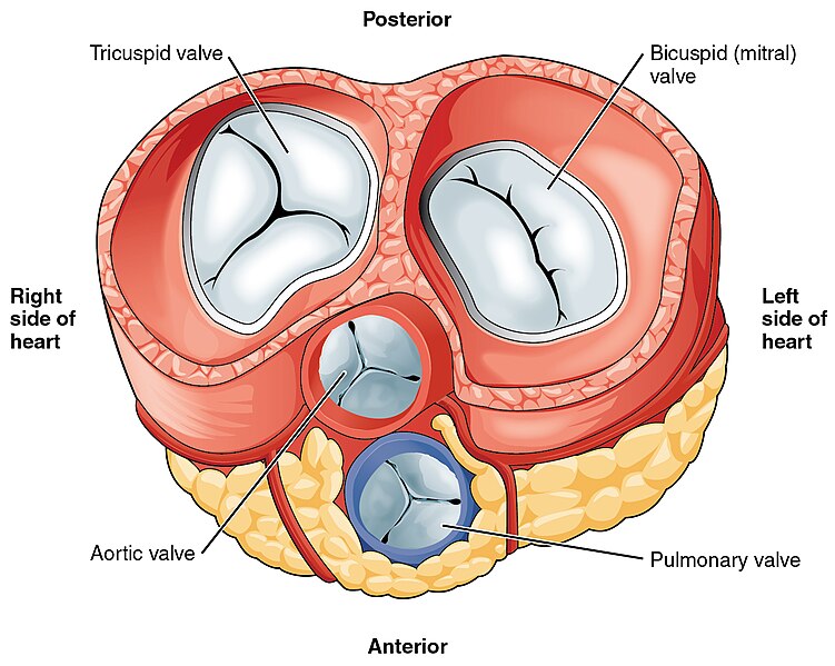 Ficheiro:2011 Heart Valves.jpg