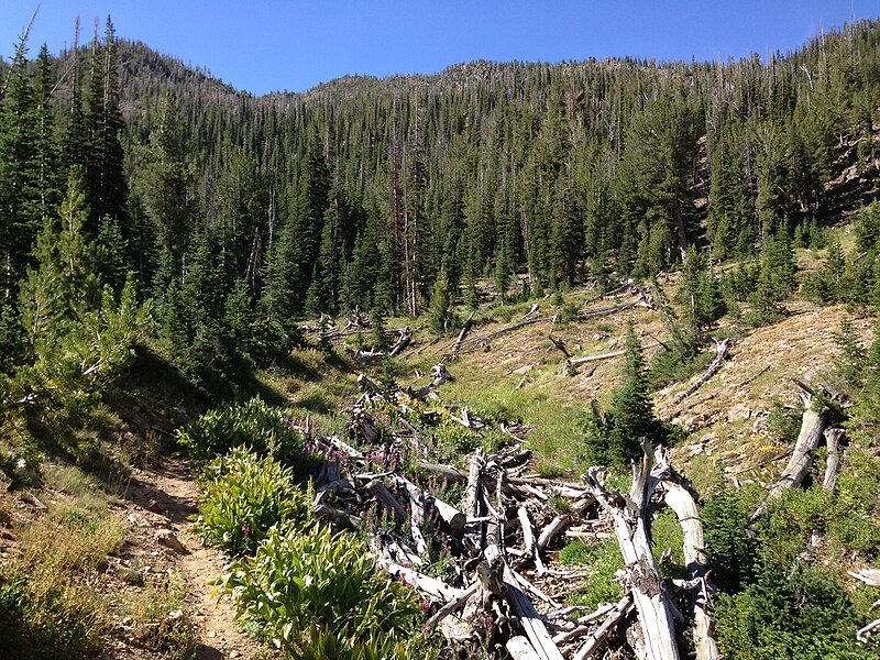 File:2013-08-09 10 02 11 Downed trees from an avalanche along the upper Jarbidge River in Nevada.jpg