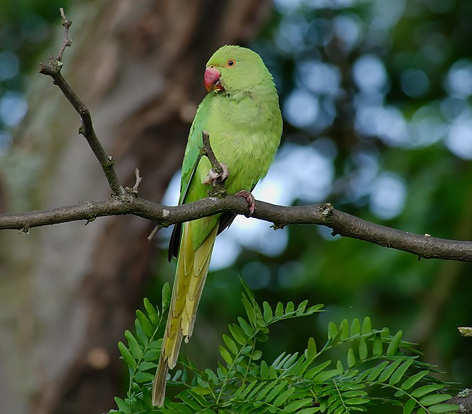 File:2013.07.15.-3-Vogelstangsee Mannheim-Halsbandsittich-Weibchen.jpg