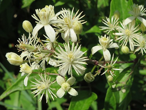 20140701Clematis vitalba