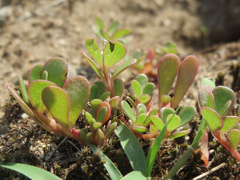 File:20140807Portulaca oleracea3.jpg