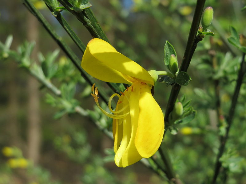 File:20150418Cytisus scoparius2.jpg