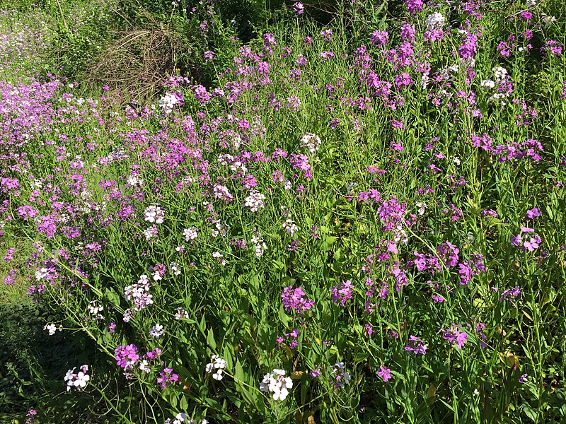 File:2016-06-06 17 39 08 Wildflowers along U.S. Route 50 (George Washington Highway) just east of West Virginia State Route 90 (Front Street) in Gormania, Grant County, West Virginia.jpg