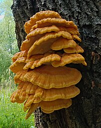 Sporophores de polypore soufré. (définition réelle 2 306 × 2 925)