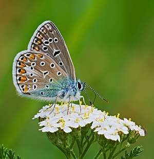 Common blue - Polyommatus icarus, male