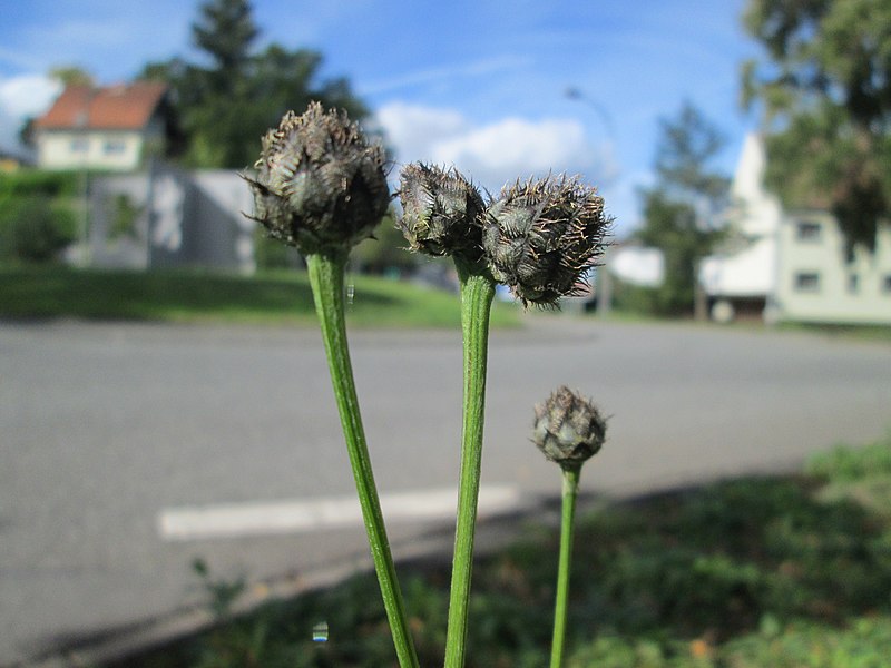 File:20191003Centaurea scabiosa2.jpg