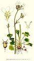 Kornet stenbræk (Saxifraga granulata), et medlem af Stenbræk-ordenen (Saxifragales).