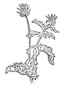 Carduus marianus. Falsch zugeordnet zum Kapitel 429. Yringus – krusz distel