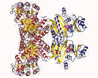 <span class="mw-page-title-main">Acetate—CoA ligase (ADP-forming)</span> Class of enzymes