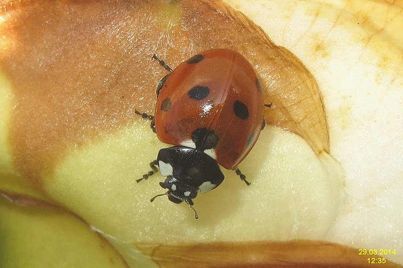 File:7-spot ladybird (FG) (13506236664).jpg