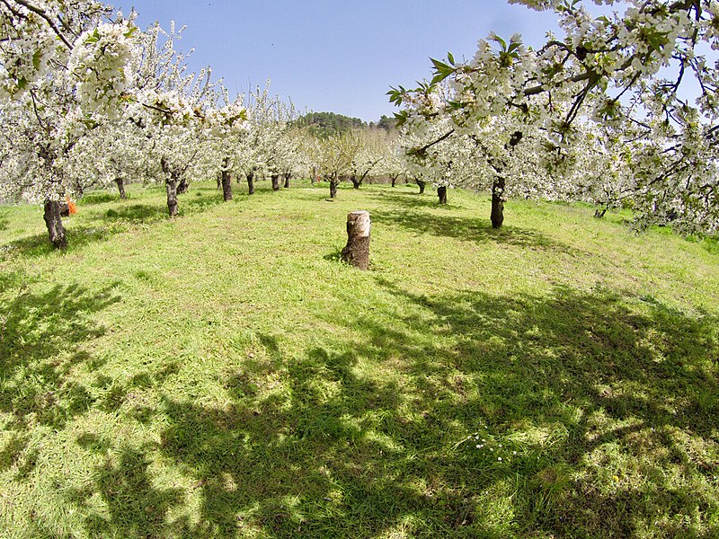 File:Aérea cerezos 4.jpg