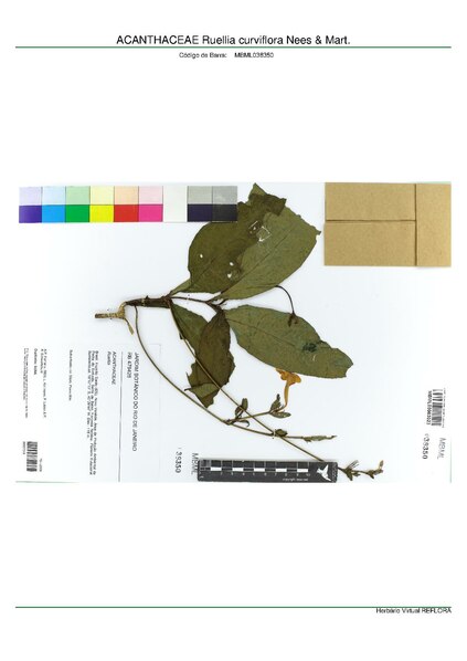 File:ACANTHACEAE Ruellia curviflora Nees & Mart, INMA (MBML038350).pdf