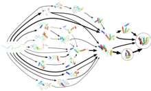 Folding@home uses Markov state models, like the one diagrammed here, to model the possible shapes and folding pathways a protein can take as it condenses from its initial randomly coiled state (left) into its native 3-D structure (right). ACBP MSM from Folding@home.tiff