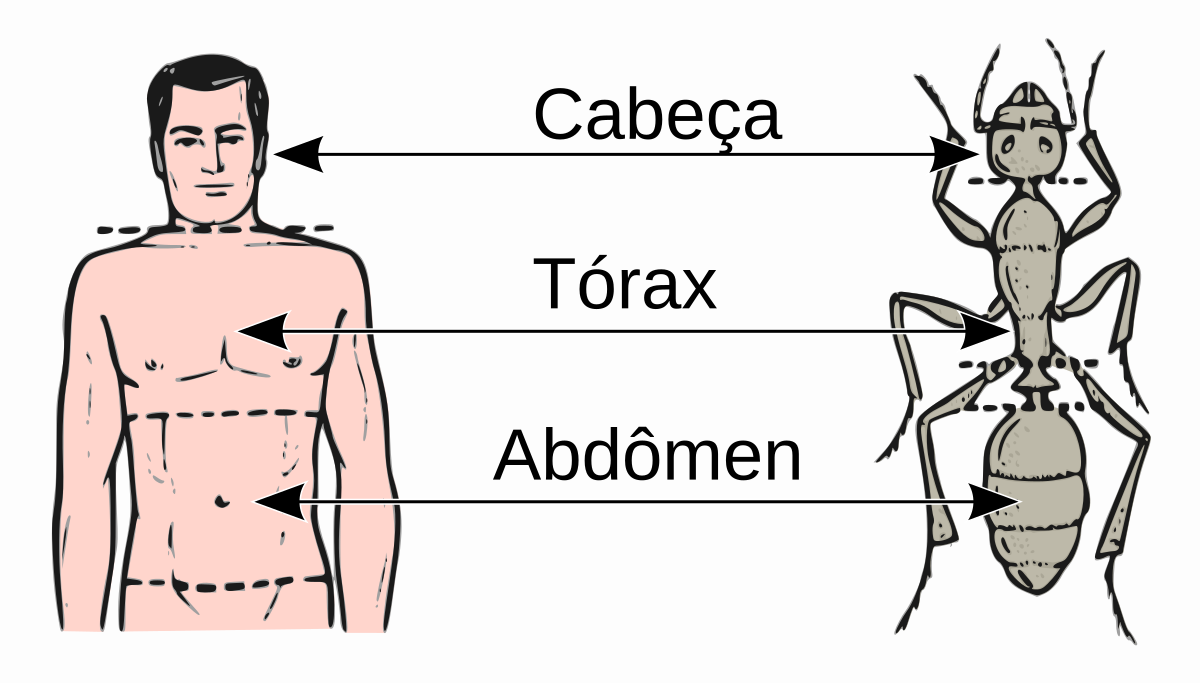 Abdómen – Wikipédia, a enciclopédia livre