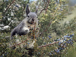 Sciurus aberti mimus som spiser enbær