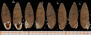 <i>Abida partioti</i> Species of gastropod