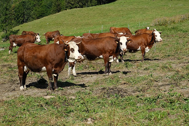 File:Abondance cattle @ Saint-Gervais-les-Bains (50731452617).jpg