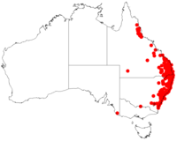 Distribution map of Acacia falcata Acacia falcataDistMap347.png