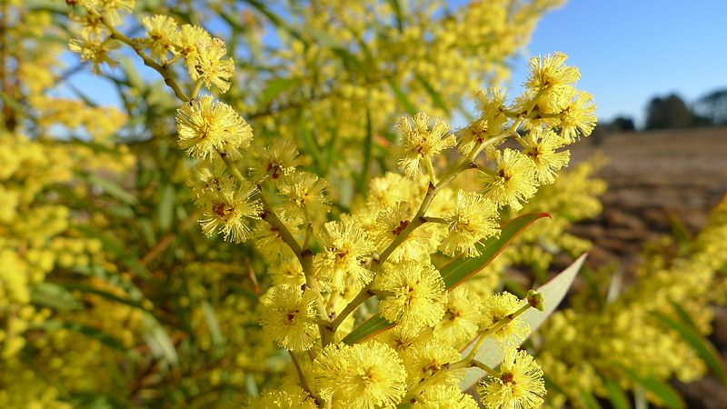 File:Acacia rubida flowers (9570440918).jpg