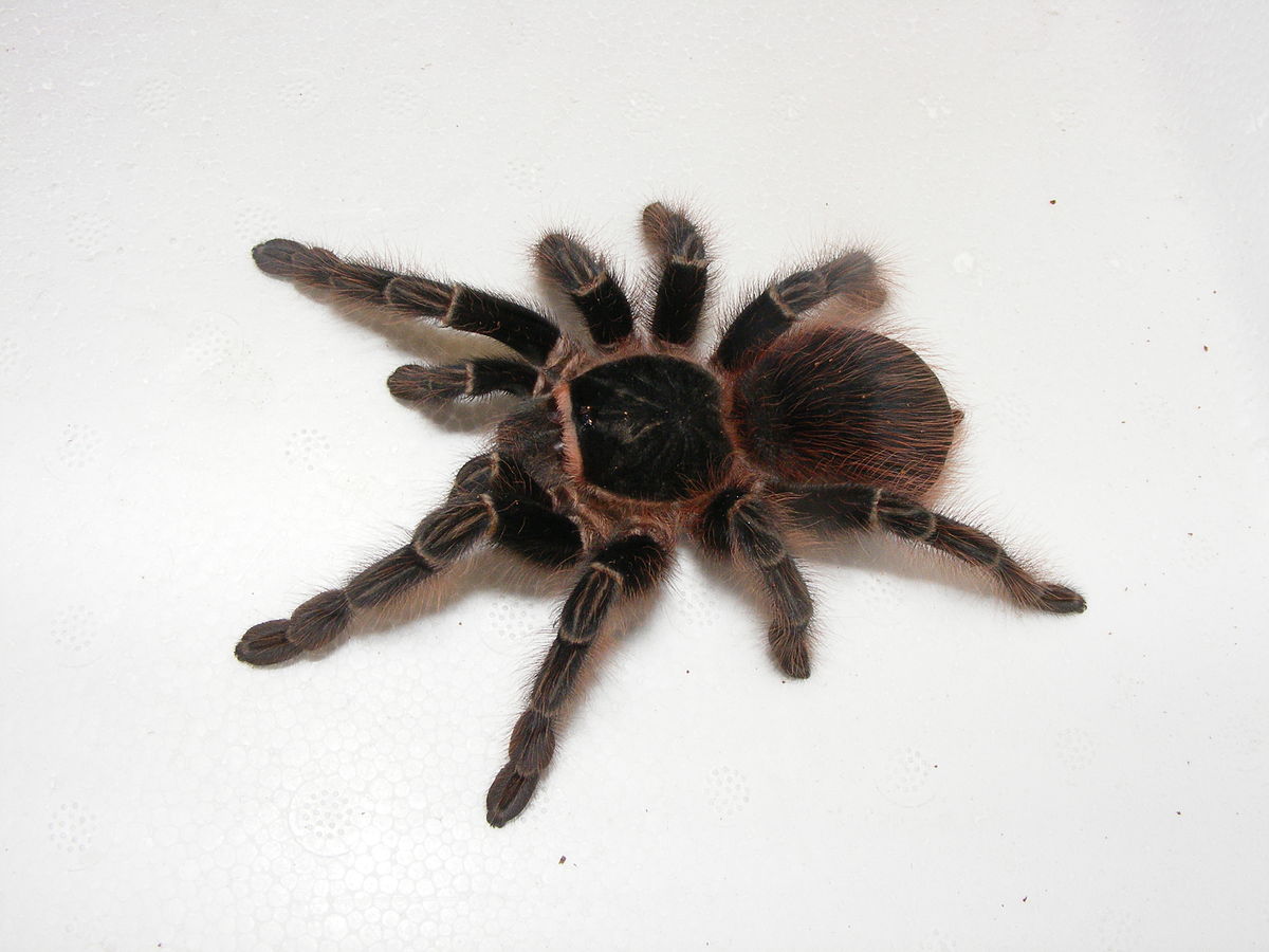 Acanthoscurria chacoana Wikipedia