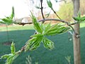 Young leaves on an Acer saccharum en commonly know as the Sugar Mapleen tree.