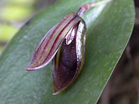 Acianthera butantanensis new