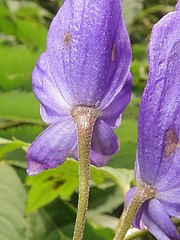 花柄と上萼片に短い屈毛が生える。