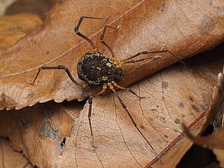 <i>Acromares vittatum</i> Species of harvestman/daddy longlegs