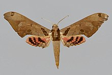 Adhemarius jamaicensis BMNHE813862 мъжки up.jpg