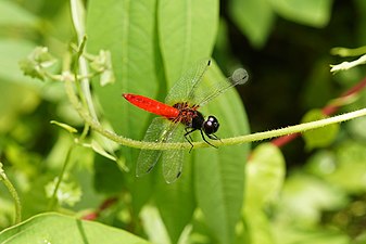 Scarlet Marsh Hawk Aethriamanta brevipennis male