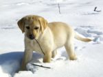 Labrador Hundar