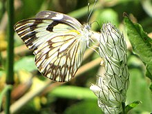 In Lake Manyara National Park, Tanzania African Veined White Tanzania.jpg