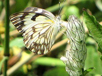 African veined white (B. gidica, Lake Manyara National Park, Tanzania African Veined White Tanzania.jpg