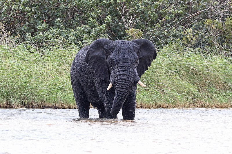 File:African elephant, Lake St Lucia 02.jpg