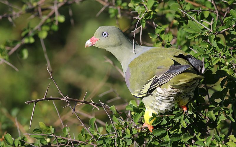 File:African green pigeon, Treron calvus, Kruger main road near Punda Maria turn-off, Kruger National Park, South Africa (26186638336).jpg