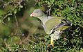 African green pigeon, Treron calvus, Kruger main road near Punda Maria turn-off, Kruger National Park, South Africa (26186638336).jpg