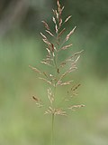 Thumbnail for Agrostis gigantea