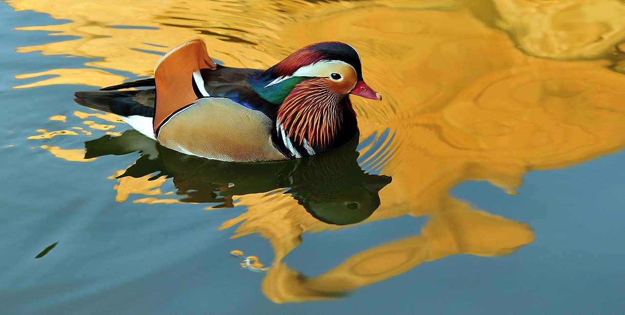 Canard mandarin — Wikipédia