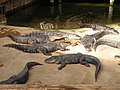 Alligatoren im Tierpark