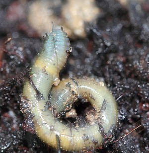 The small field worm appears multicolored through the inner, yellow body fluid