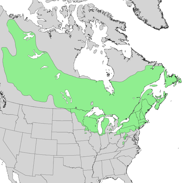 Útbreiðsla A. incana subsp. rugosa