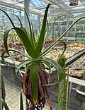 Vorschaubild für Aloe rupicola