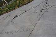 English: Rock art in the world heritage area in Alta, Norway. This is from the area Ole Pedersen 11c, a group of 50 figures. 17-18 m above sea level, and 5000-6000 years old. These have not been painted.